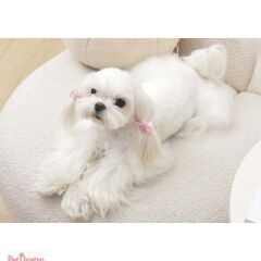 M-PETS GLAM KÖPEKLER İÇİN AKSESUAR TOKA PİNK