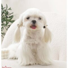 M-PETS GLAM KÖPEKLER İÇİN AKSESUAR TOKA BLACK/SİLV