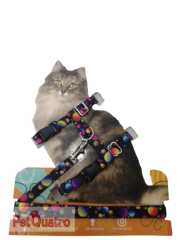 KEDİ GÖĞÜS TASMASI