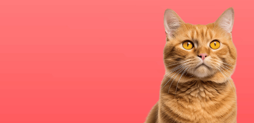 Kedi Ürünlerini