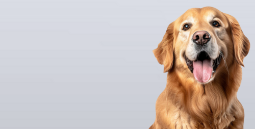 Köpek Ürünlerini