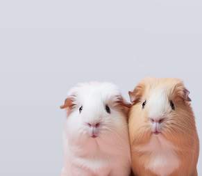 Kemirgen Ürünlerini